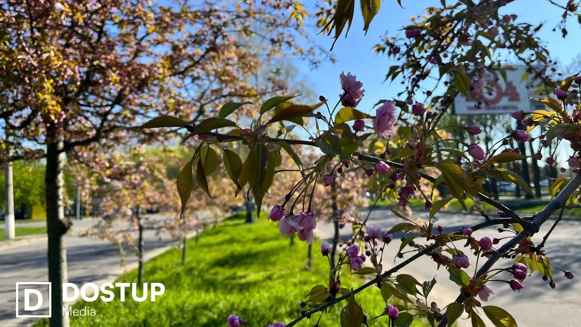 У Кропивницькому розцвіли перші сакури