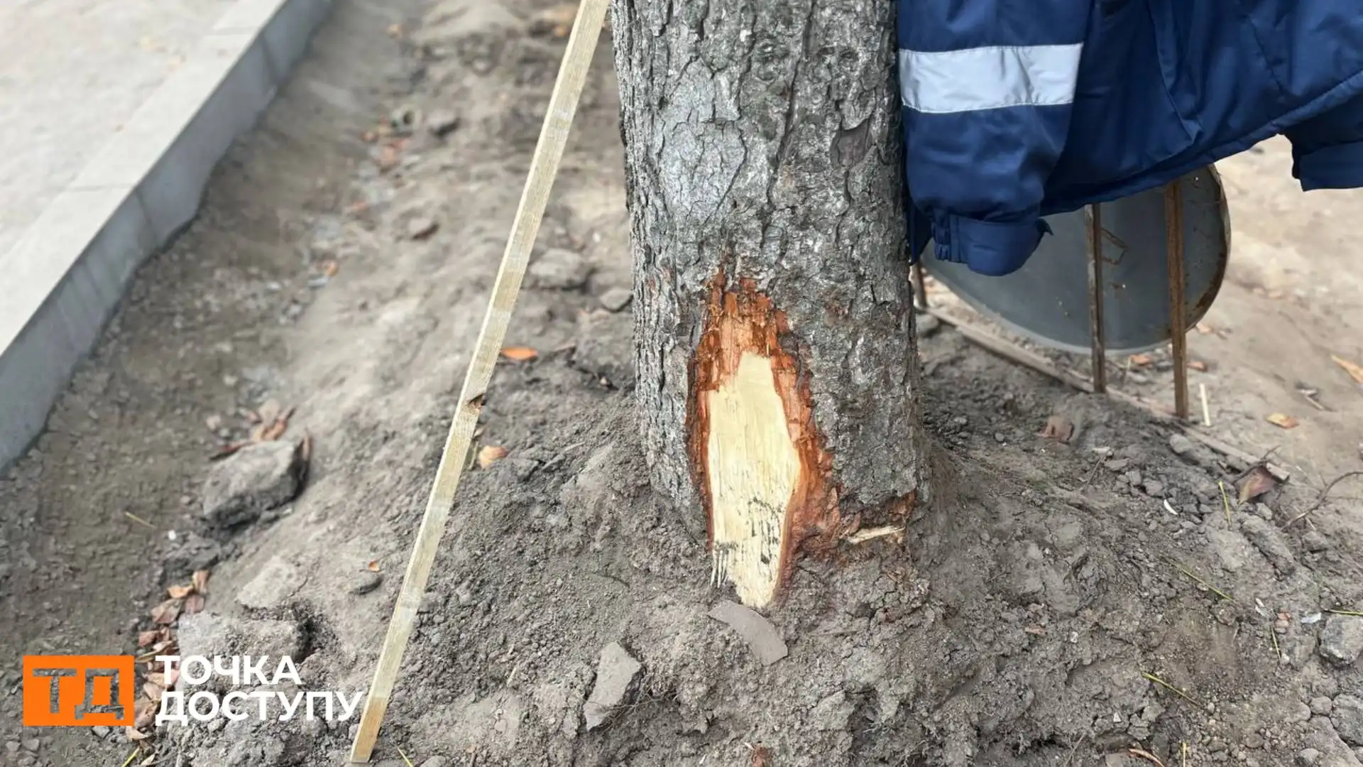 Не менше 20 дерев у Кропивницькому пошкодили під час ремонту тротуарів: що з ними буде