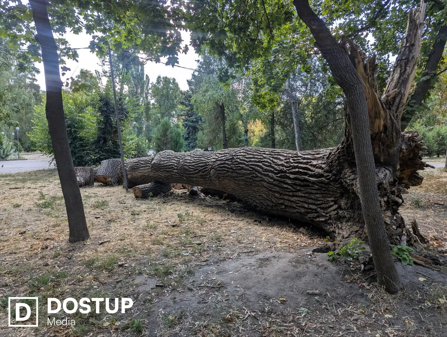 дерево ковалівський парк кропивницький