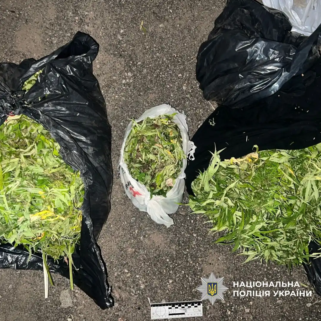 маскували канабіс у соняшниках: поліцейські Кіровоградщини викрили трьох чоловіків у Знам'янці