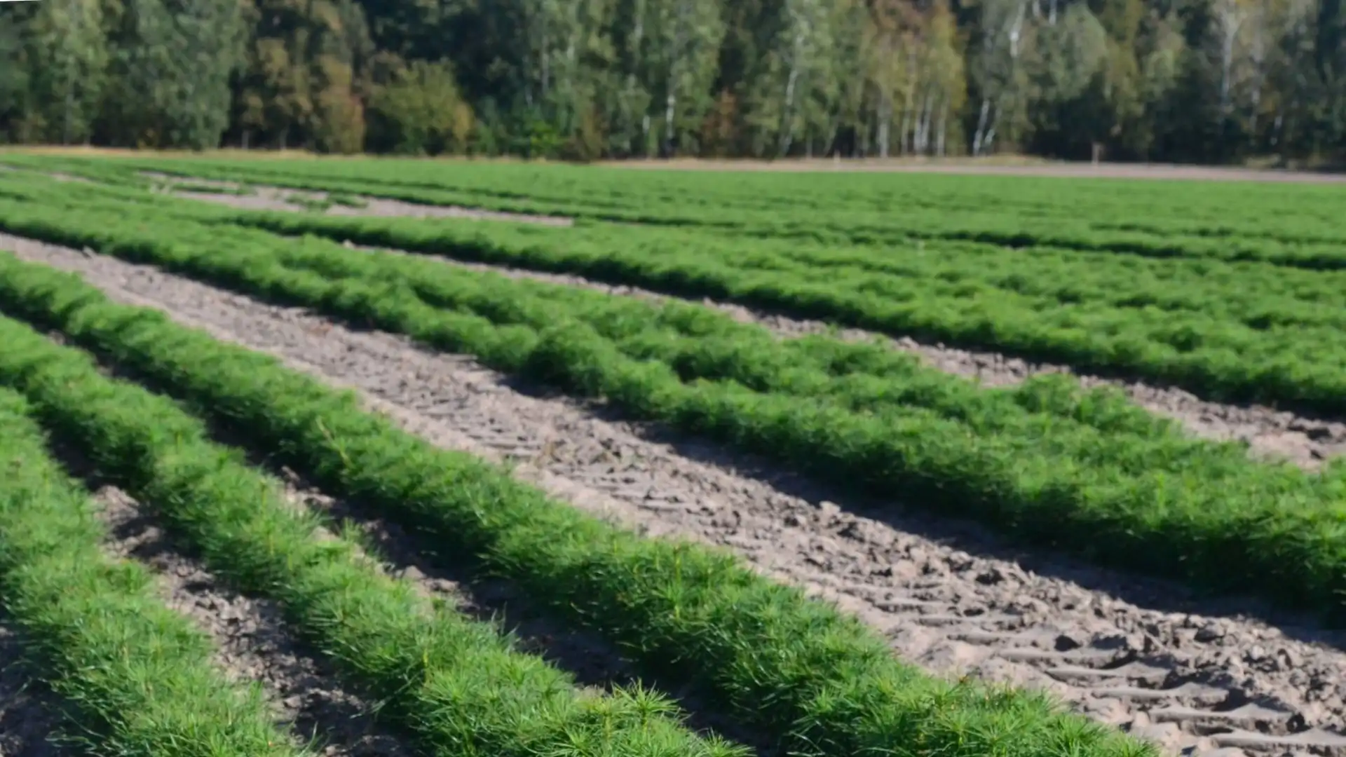 Восени на Кіровоградщині висадять 27 гектарів лісу