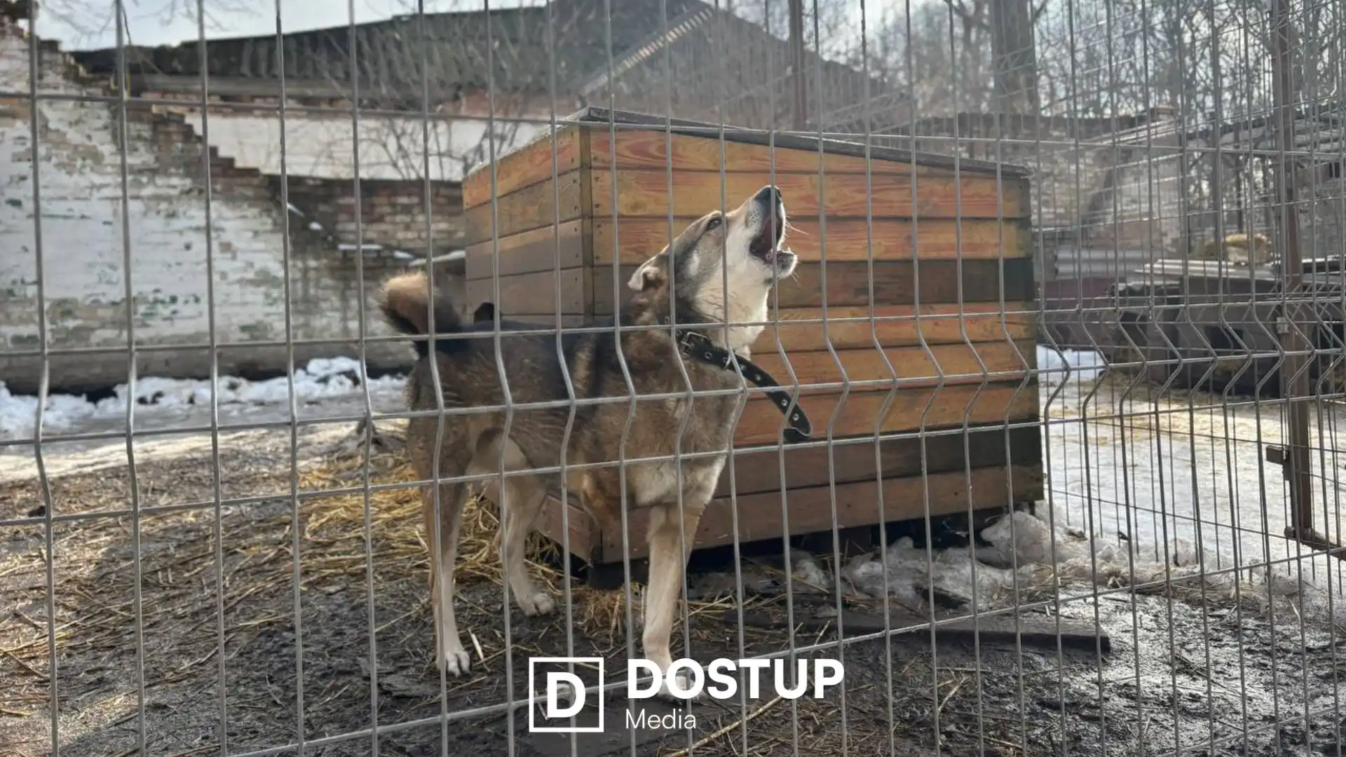Потрібна допомога людей на толоках: ситуація в притулку “Бім” у Кропивницькому після затоплення