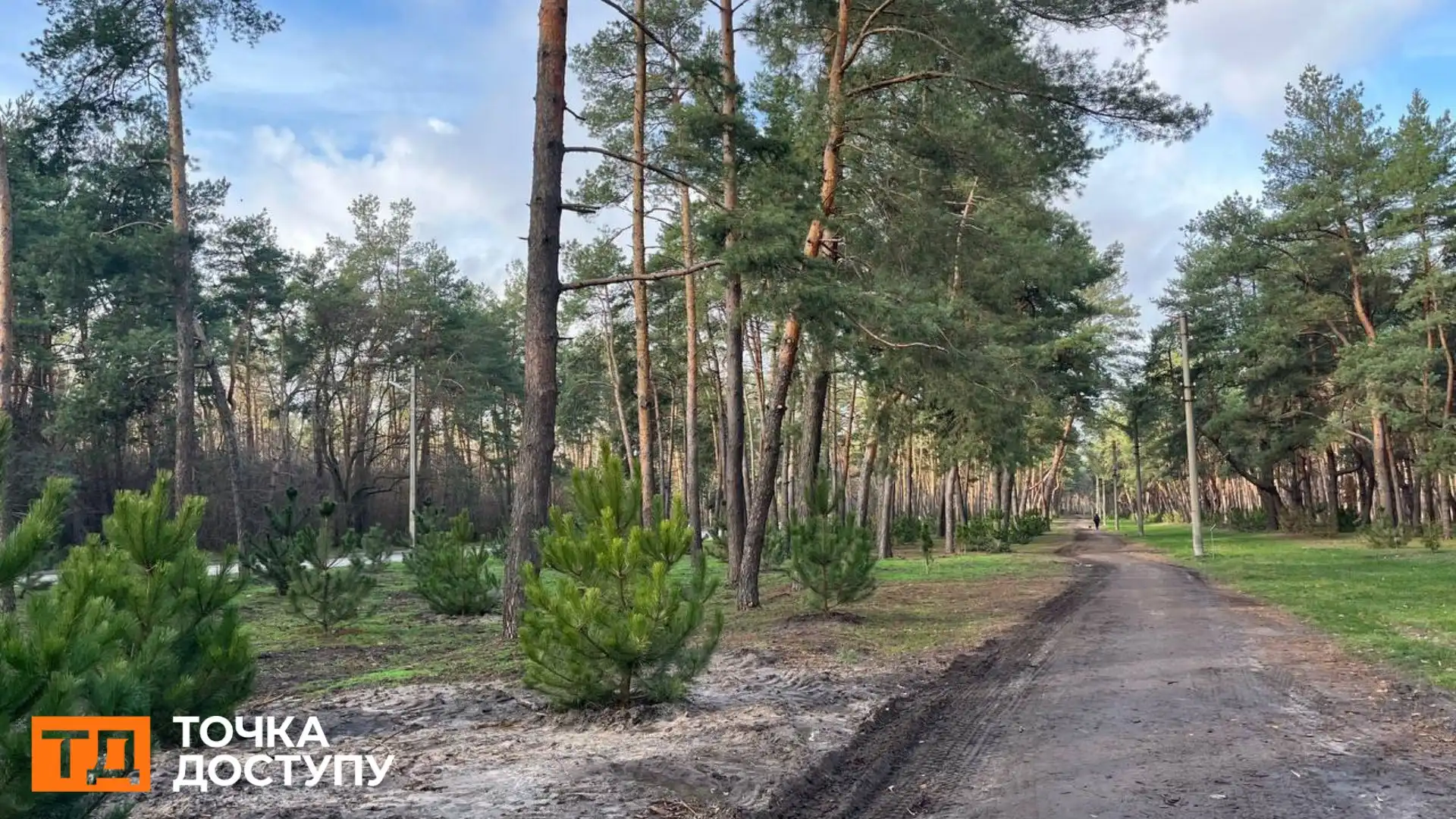 На Лісопарковій у Кропивницькому з тисячі нововисаджених дерев всохли 250: яка причина