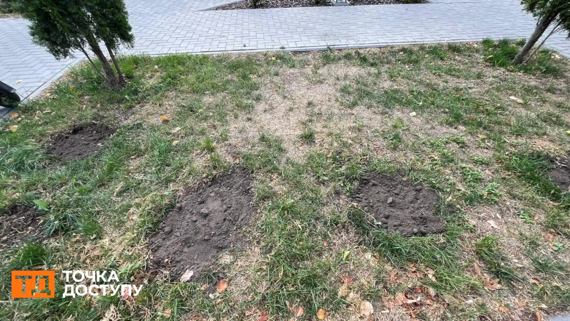 У Центральному сквері викопали шість засохлих туй: в “Благоустрої” розповіли причину їх всихання