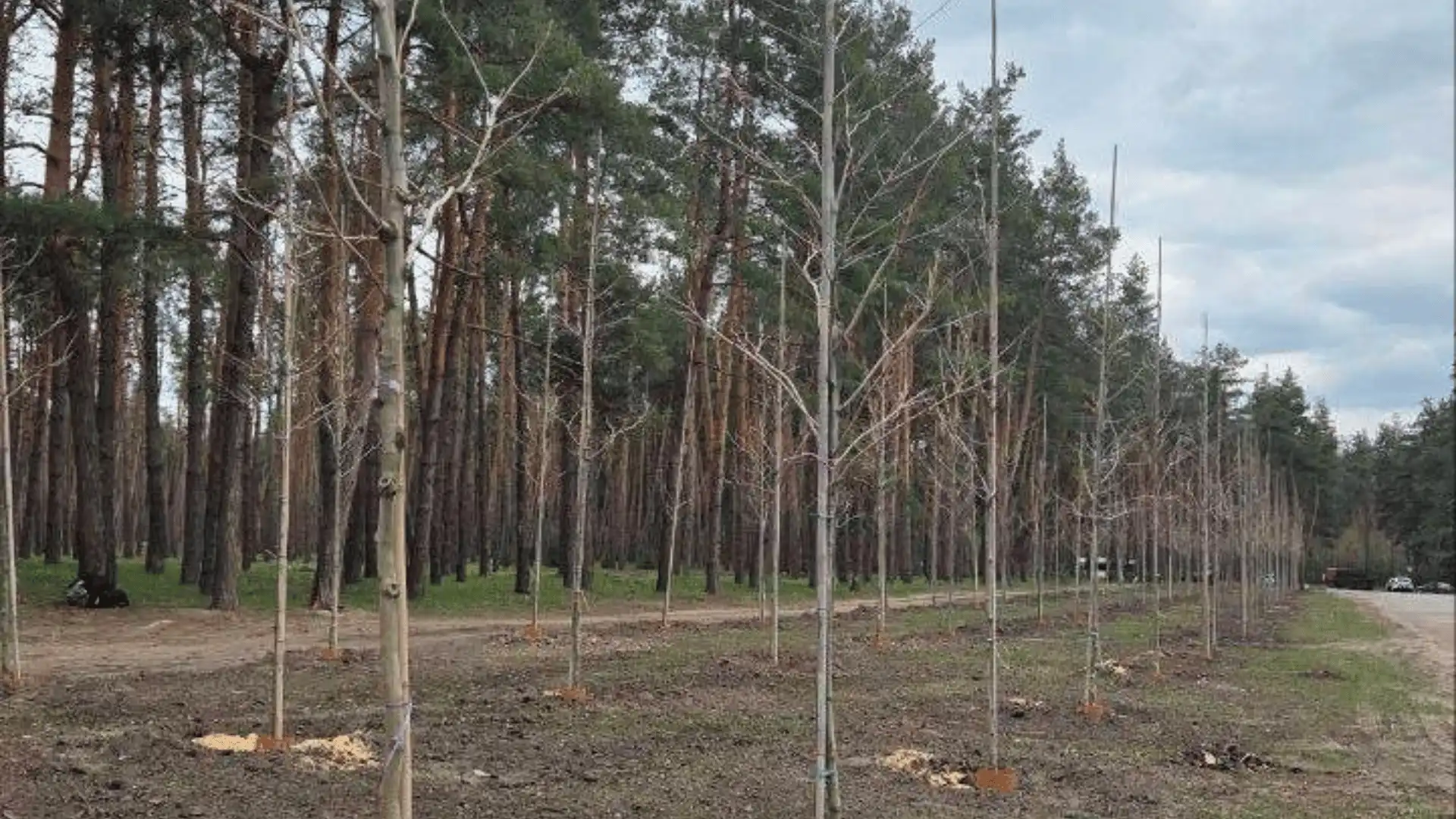 платани висадили на Лісопарковій у Кропивницькому