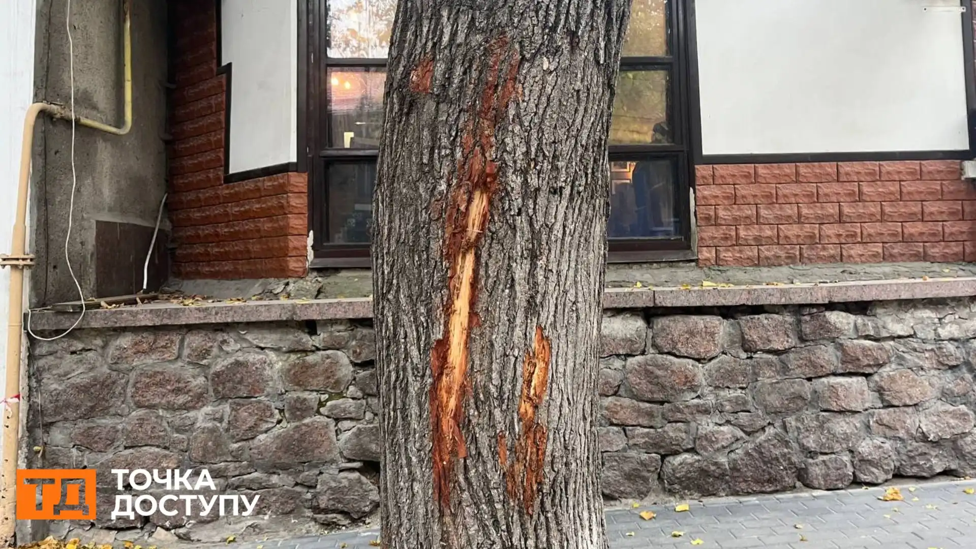 Не менше 20 дерев у Кропивницькому пошкодили під час ремонту тротуарів: що з ними буде