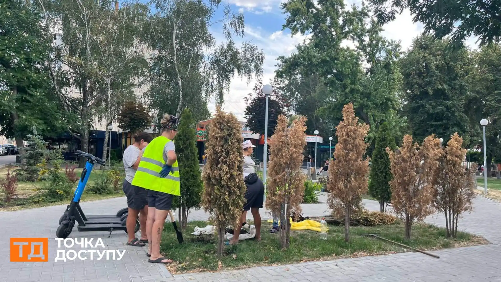 У Центральному сквері викопали шість засохлих туй: в “Благоустрої” розповіли причину їх всихання