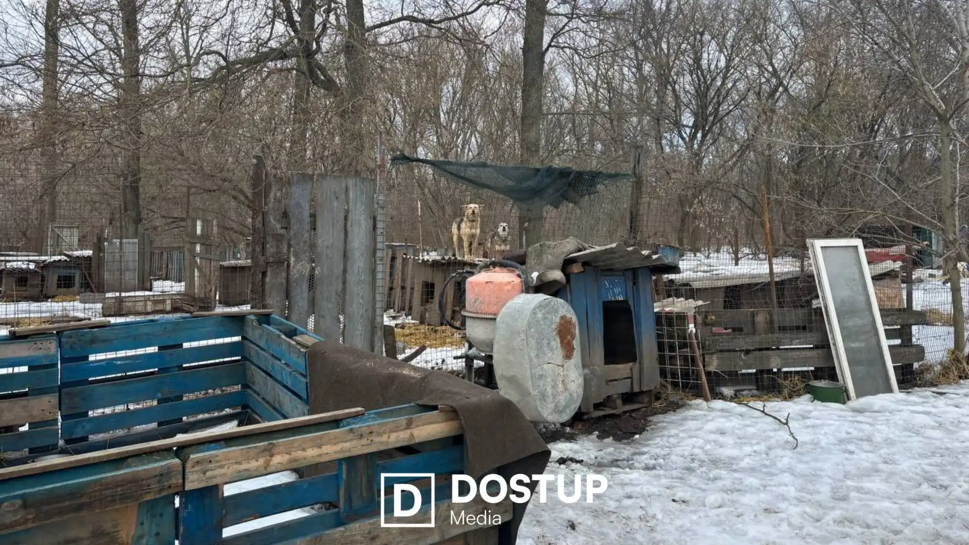 Потрібна допомога людей на толоках: ситуація в притулку “Бім” у Кропивницькому після затоплення