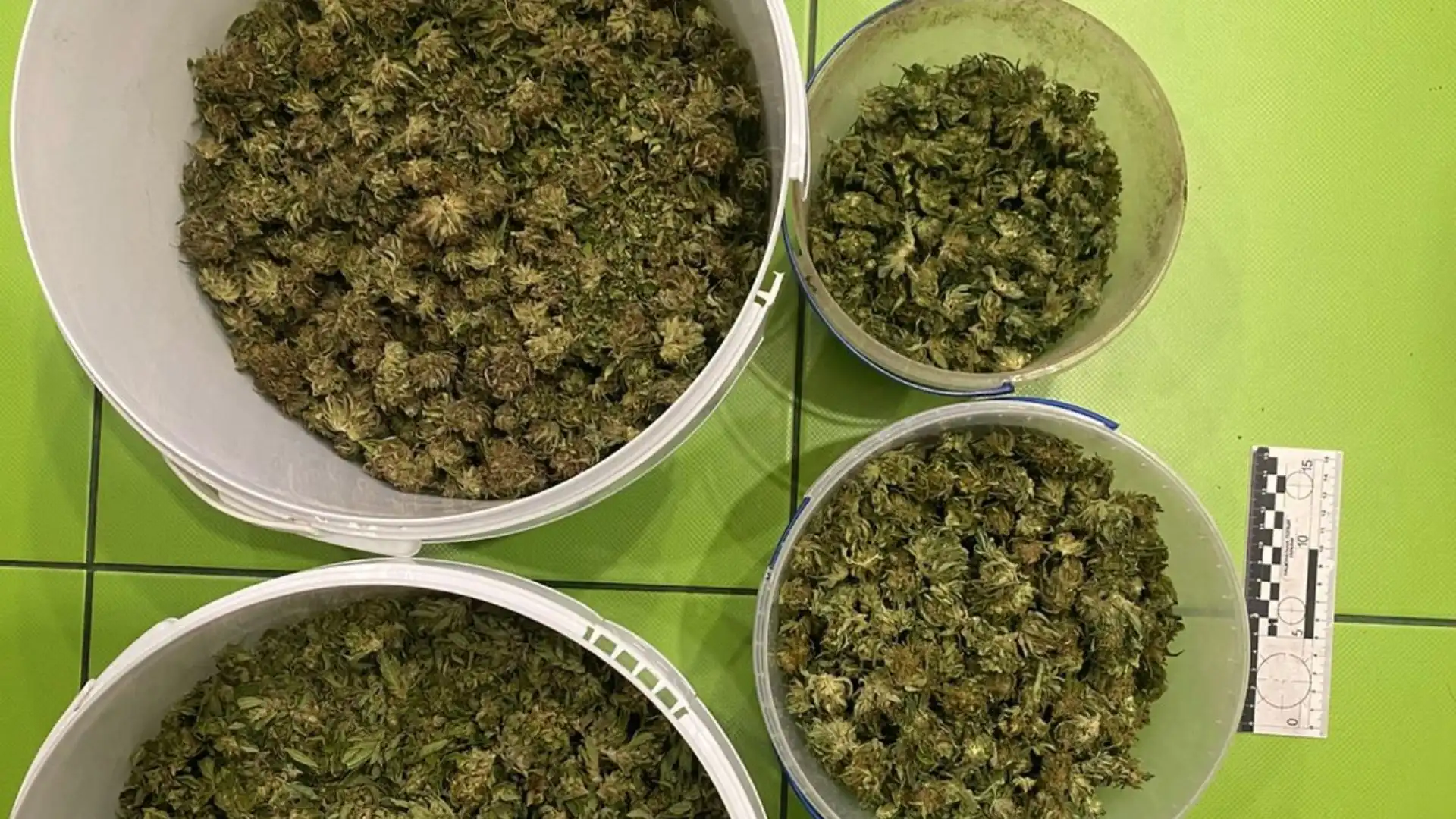 У жителя Кіровоградщини знайшли 7 кілограмів канабісу: йому оголосили підозру