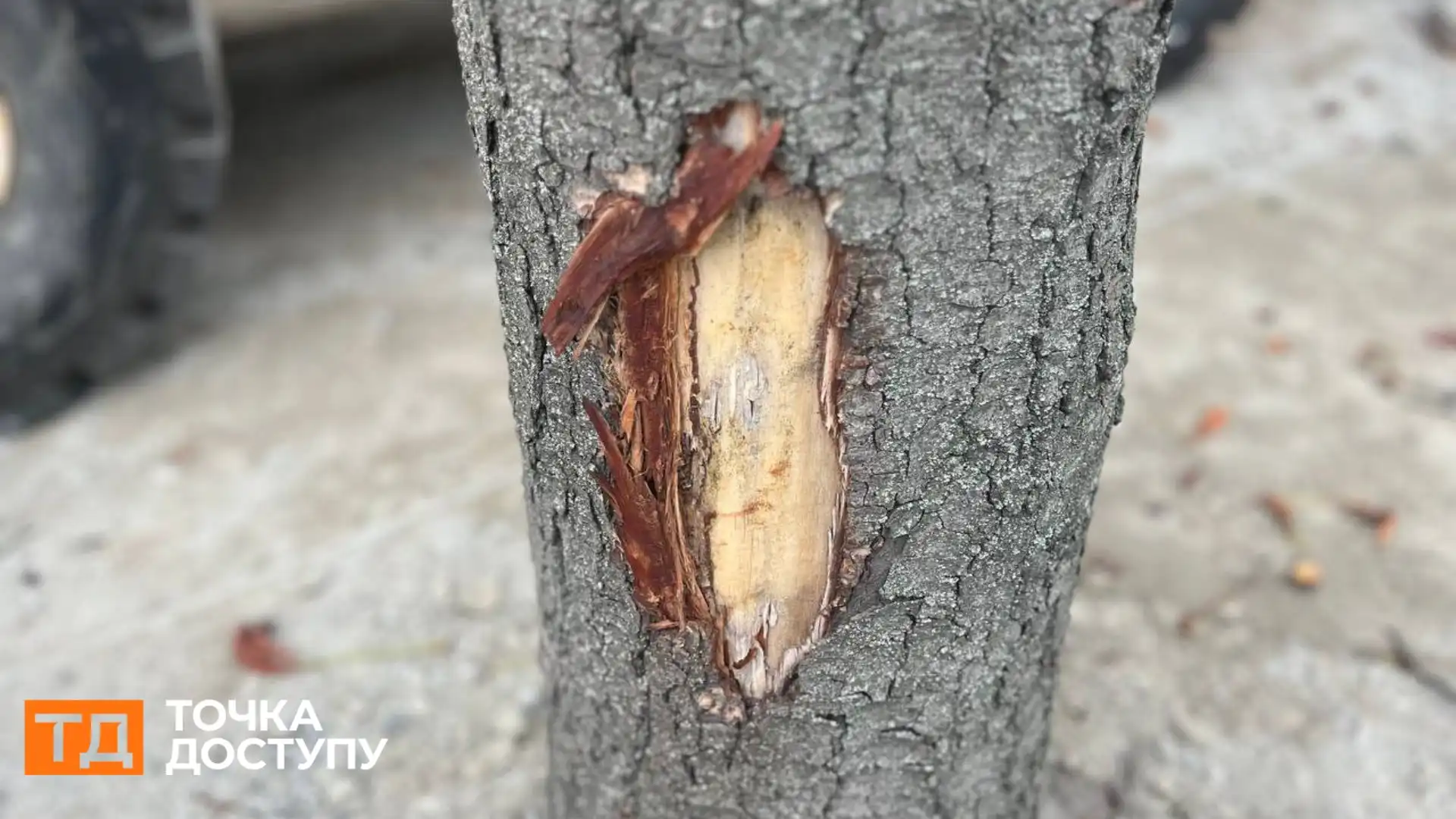 Не менше 20 дерев у Кропивницькому пошкодили під час ремонту тротуарів: що з ними буде