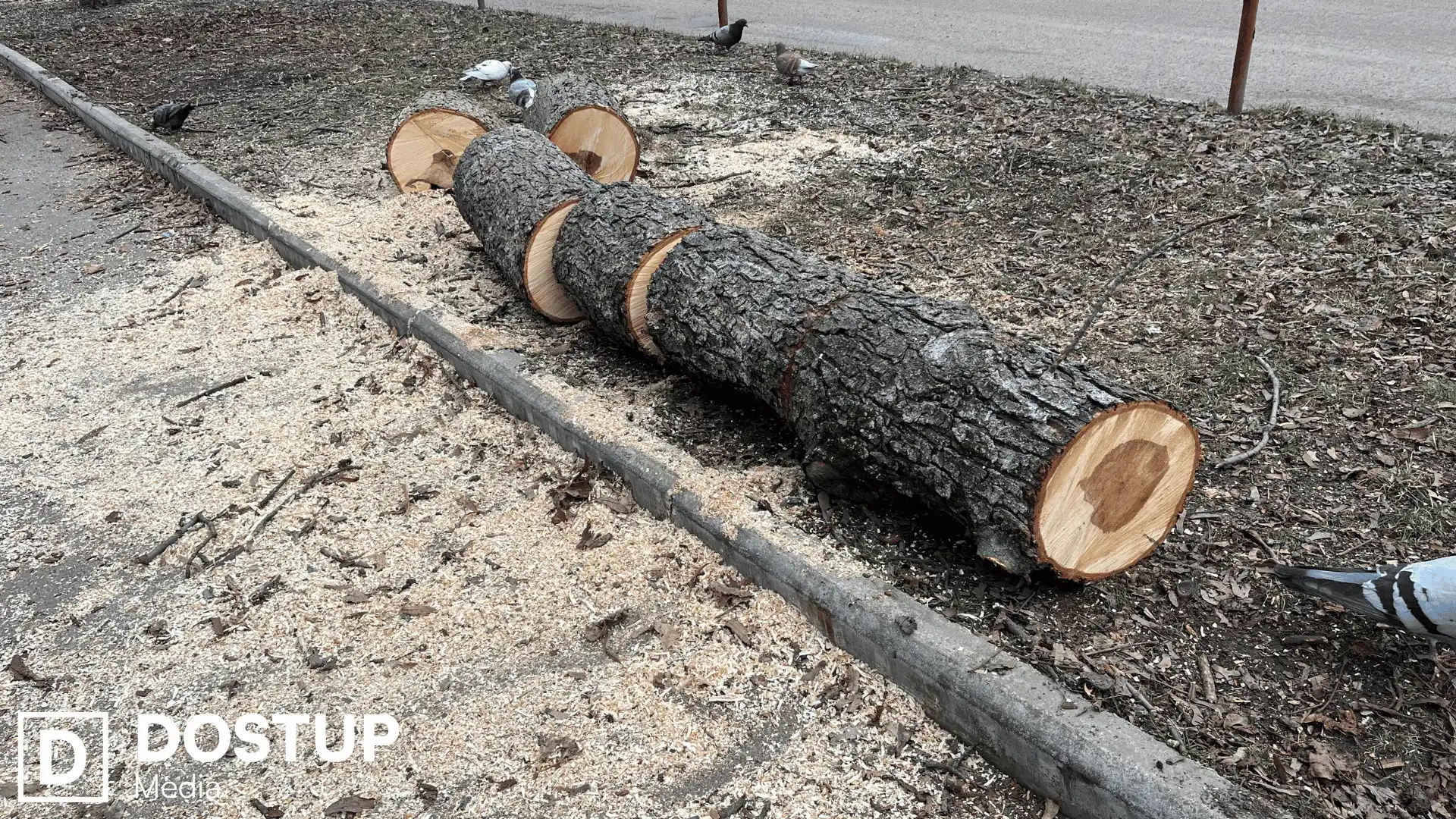 спиляли дерева на Студентському бульварі у Кропивницькому