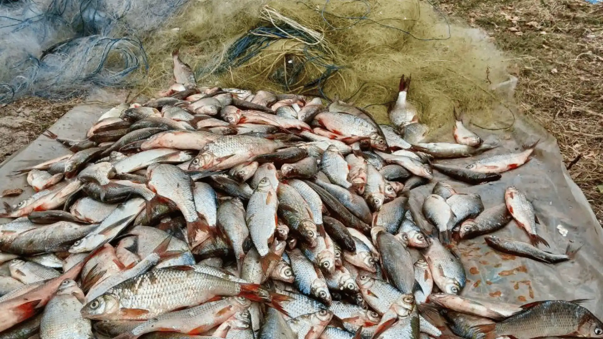 Риби майже на мільйон гривень наловив браконьєр на Кременчуцькому водосховищі