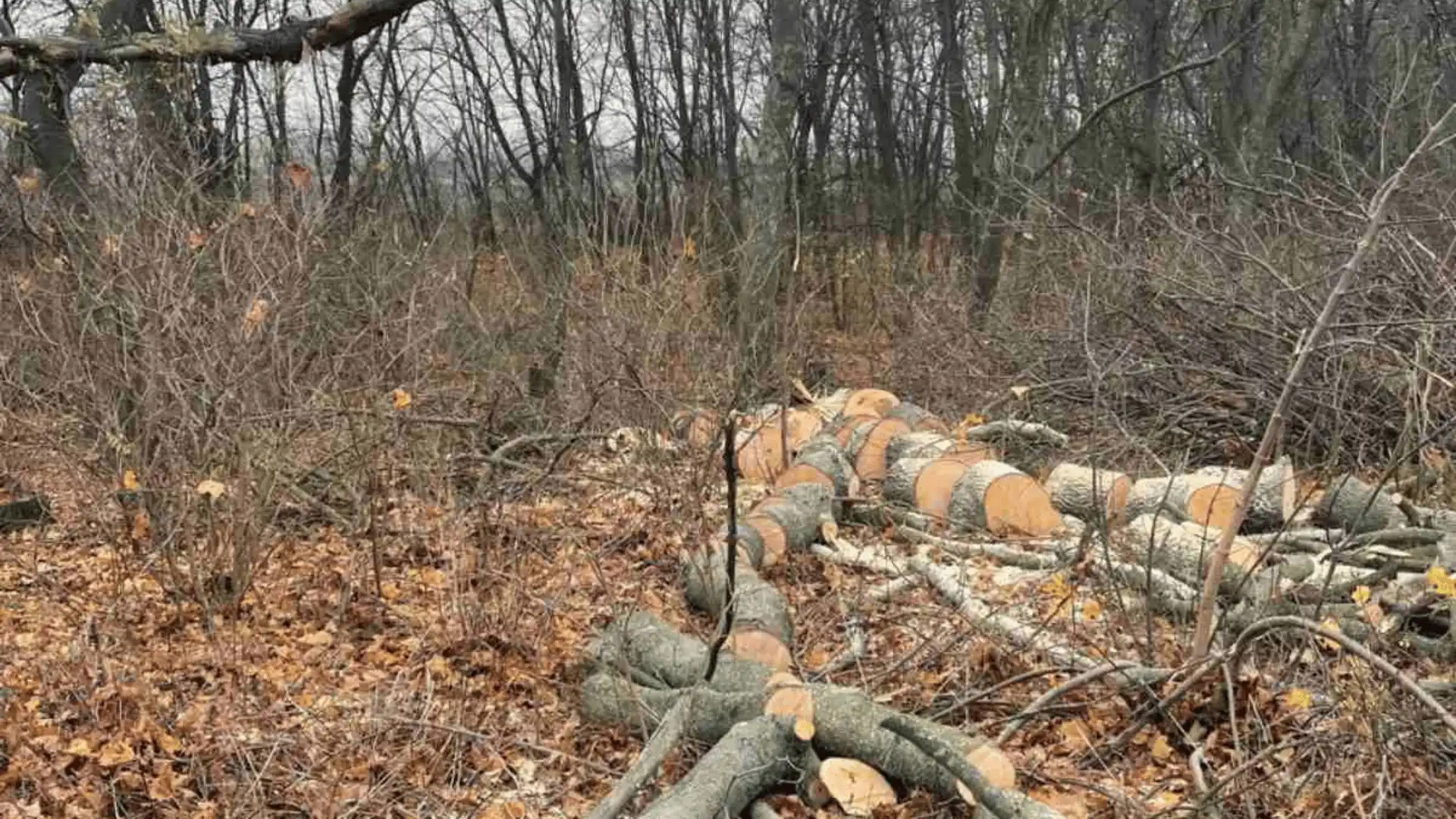 Збитків на понад 800 тисяч гривень: у Кропивницькому незаконно спиляли дерева