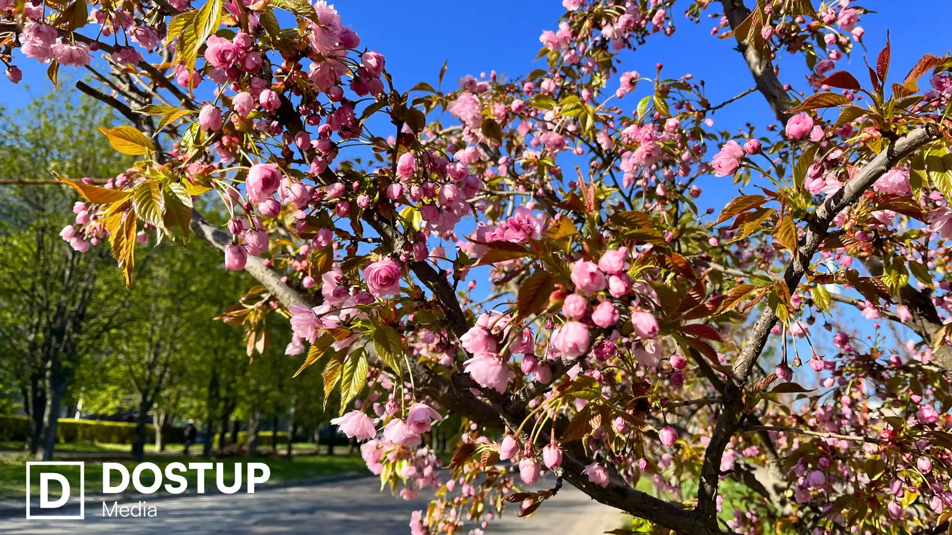 У Кропивницькому розцвіли перші сакури