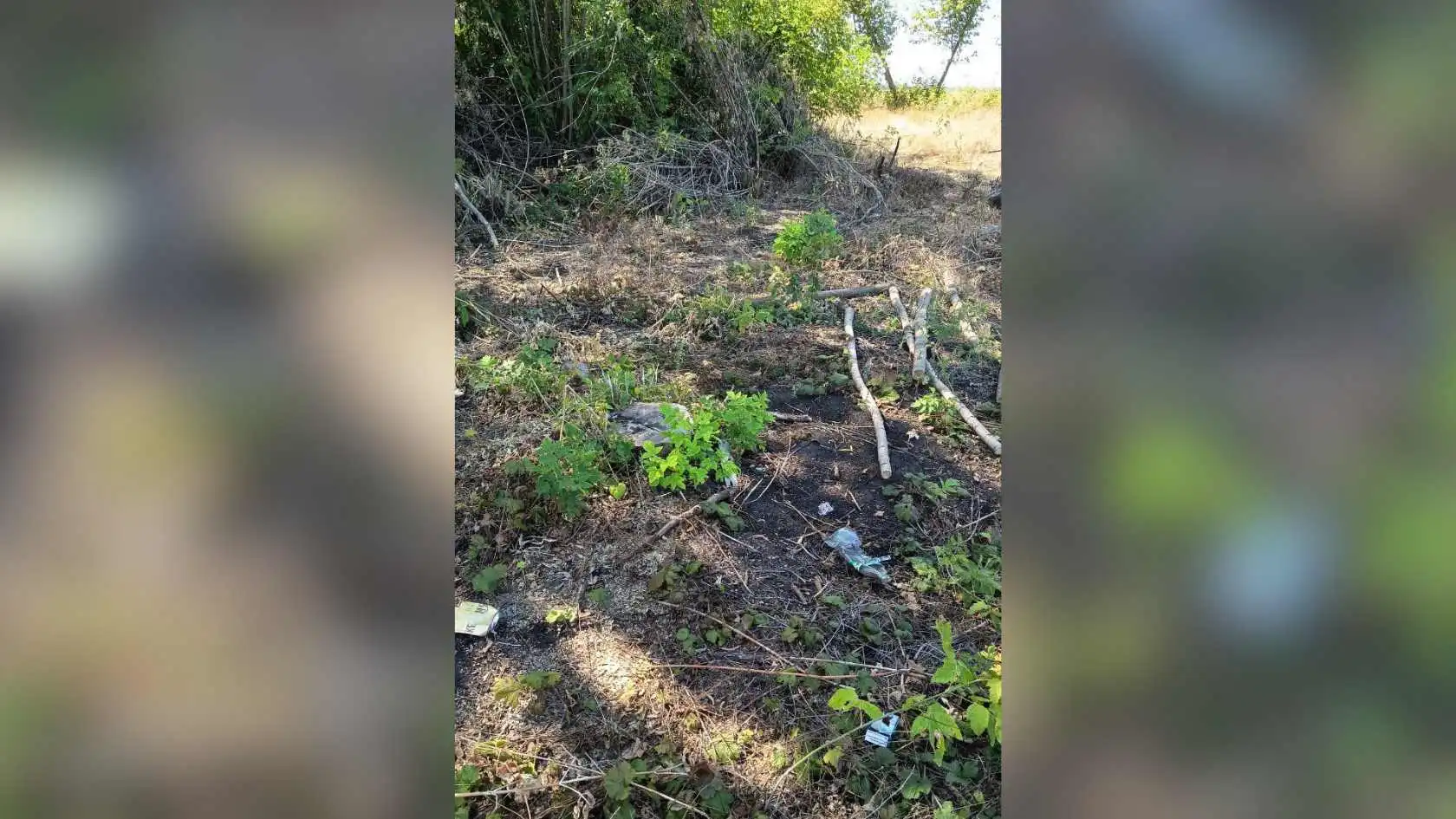 У лісосмузі на Кіровоградщині невідомі спиляли дерев на понад 22 мільйони гривень