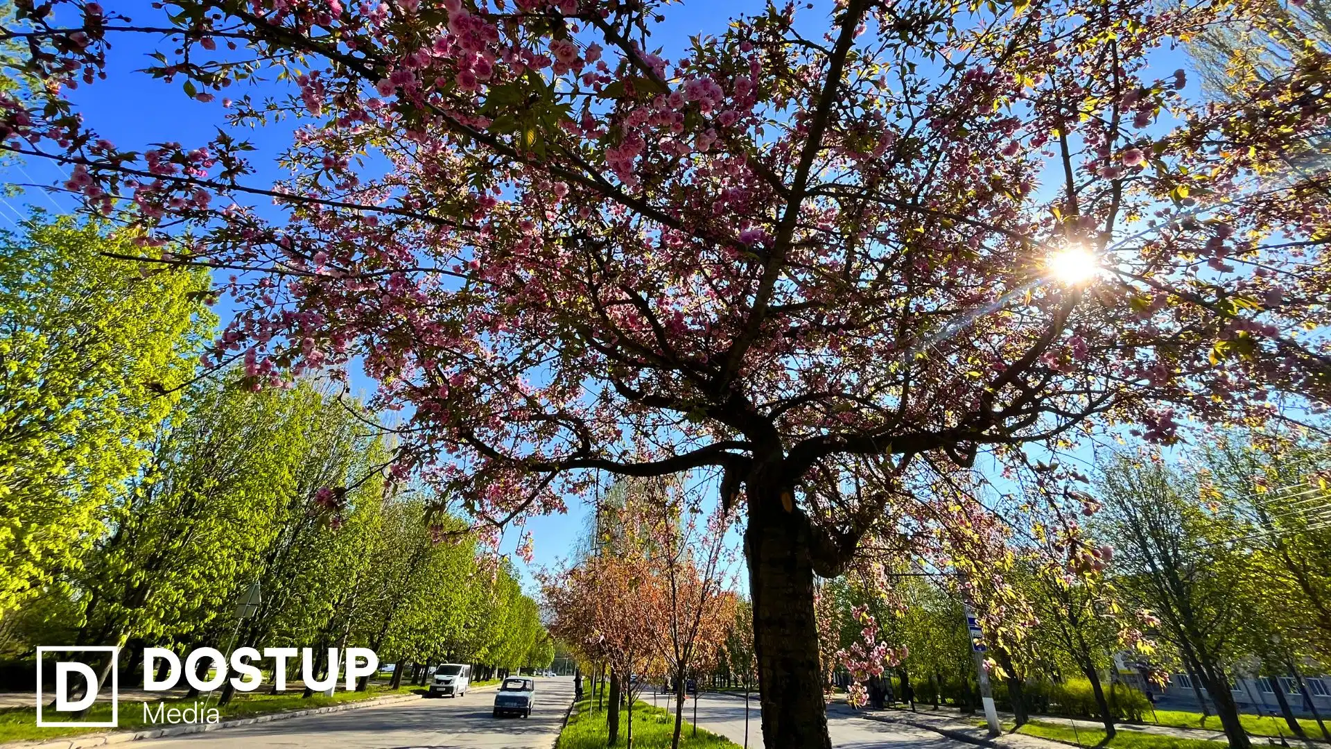 У Кропивницькому розцвіли перші сакури