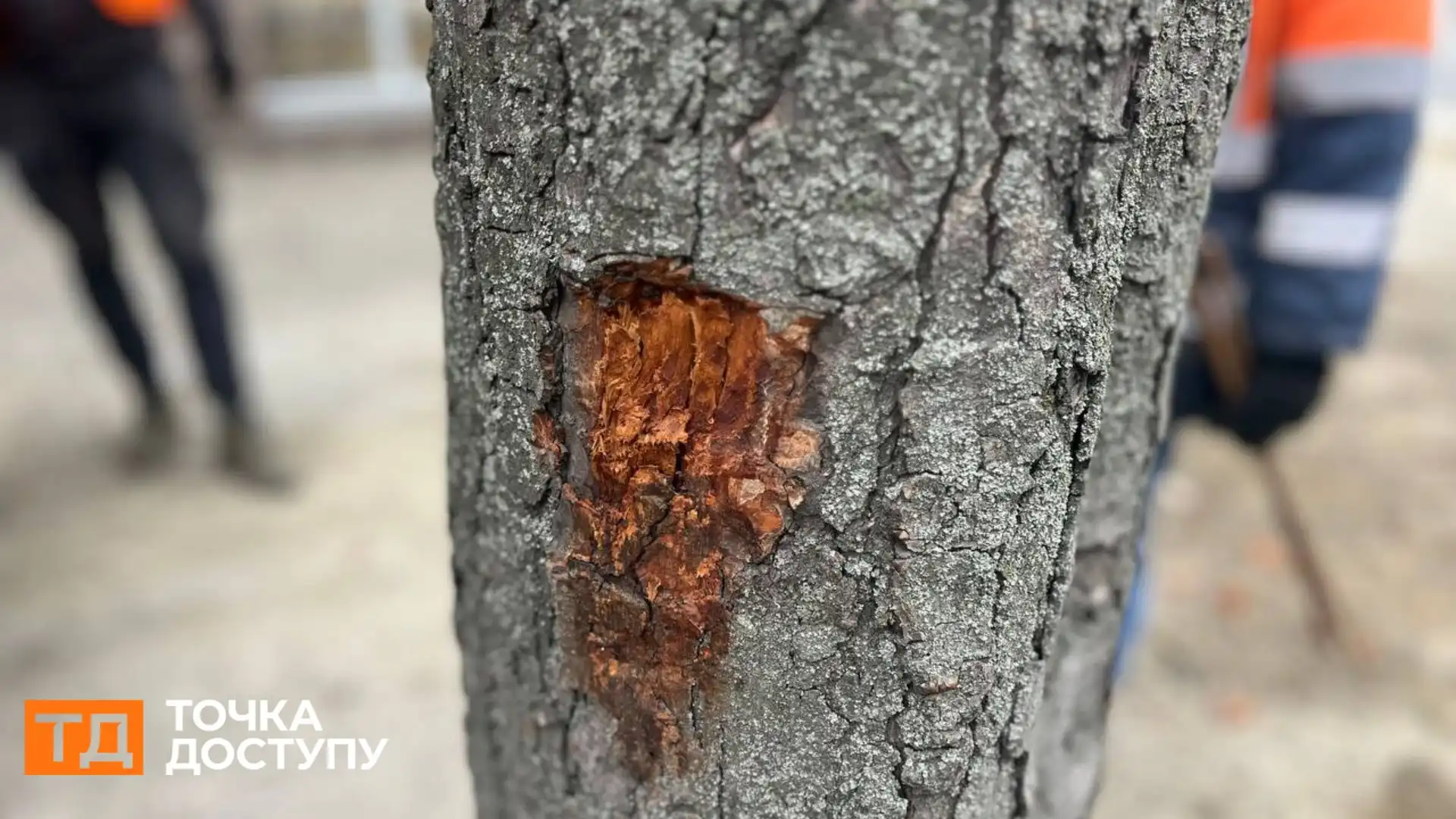 Не менше 20 дерев у Кропивницькому пошкодили під час ремонту тротуарів: що з ними буде