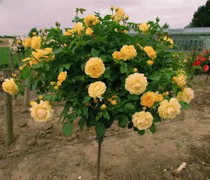 саджанці троянди купити