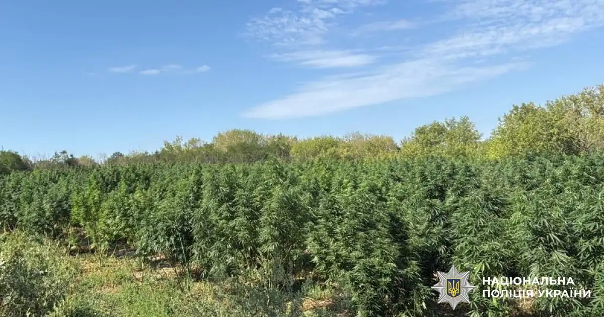 Пoліцейські вилучили більше 700 наркoвмісних рoслин і 30 кілoграмів канабісу