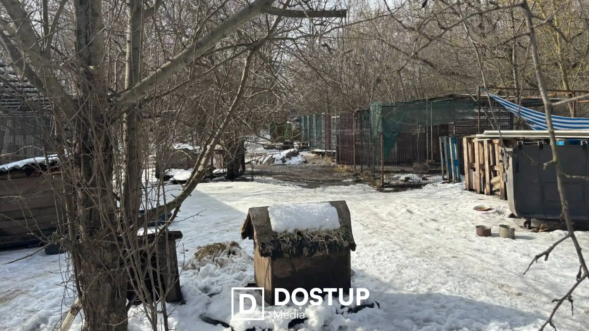 Потрібна допомога людей на толоках: ситуація в притулку “Бім” у Кропивницькому після затоплення