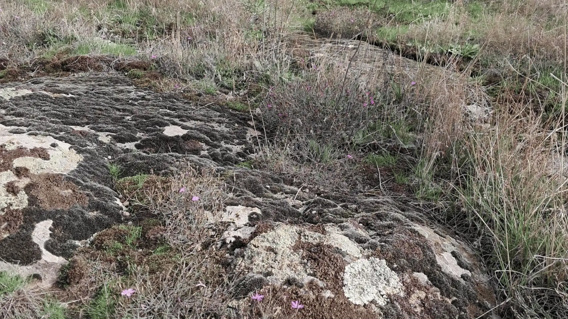 Унікальний степ на Кіровоградщині