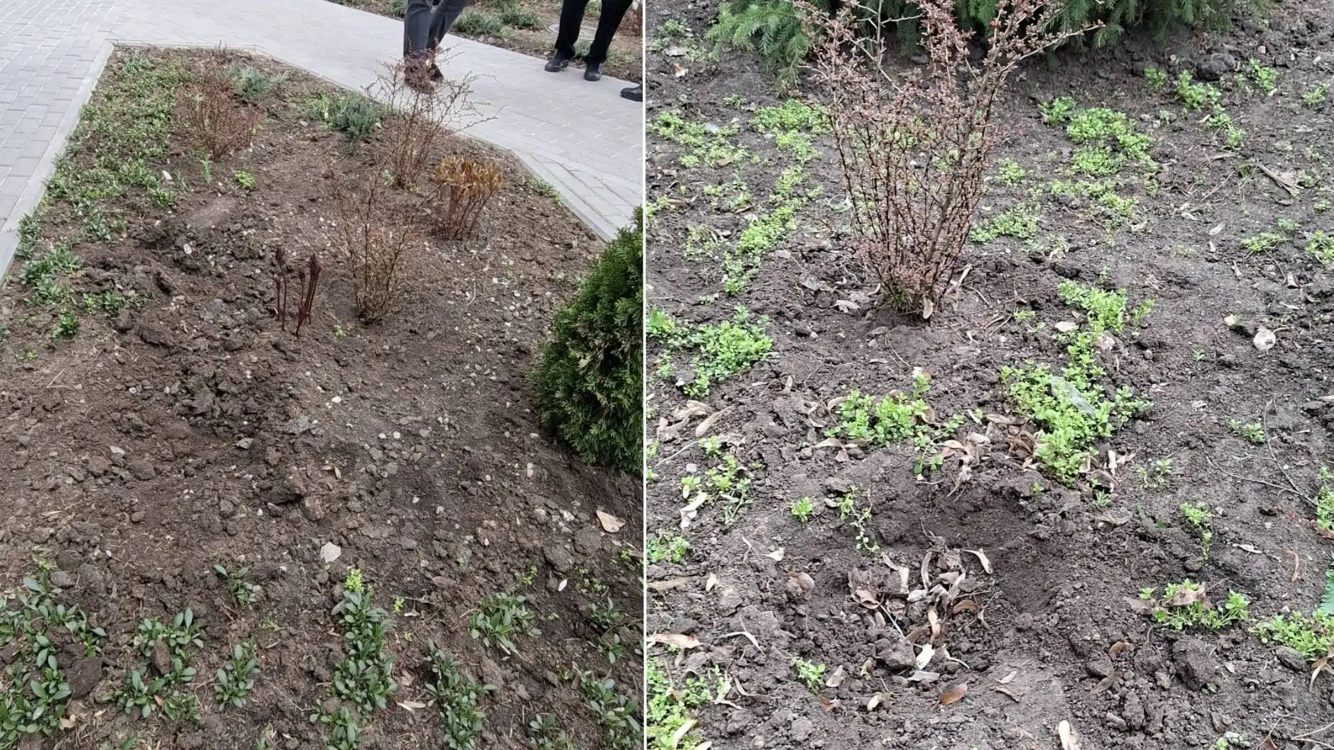 У Кропивницькому вночі викрали туї та ялівець біля ЦНАПу: поліція прийняла заяву