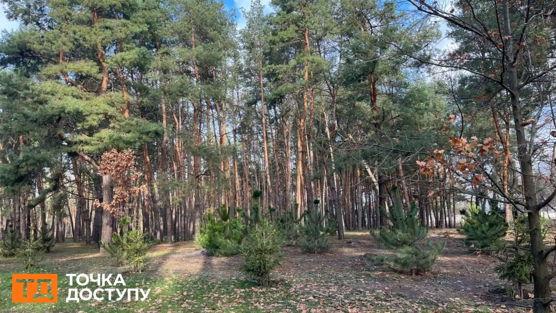 На Лісопарковій у Кропивницькому з тисячі нововисаджених дерев всохли 250: яка причина