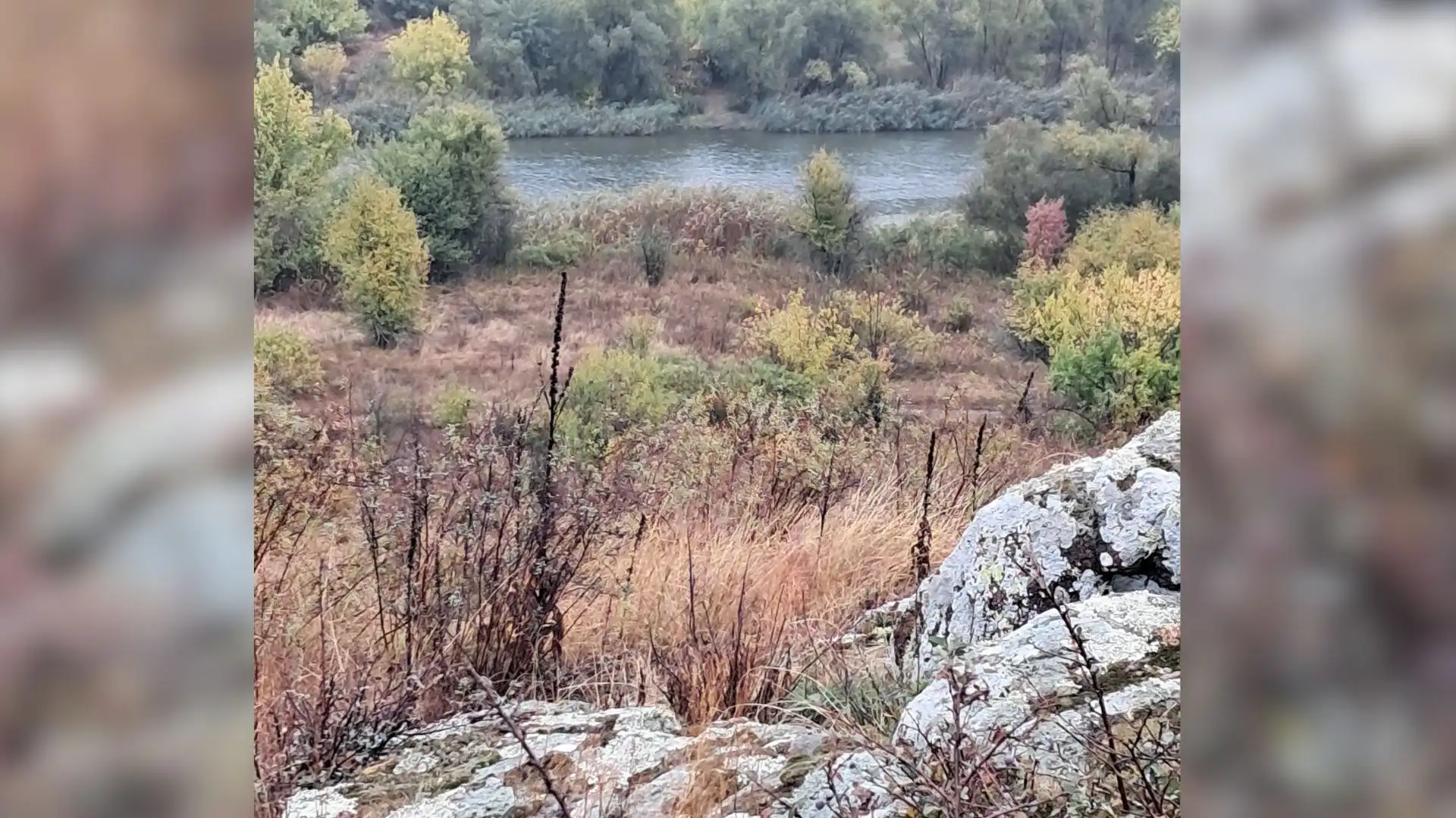 Степ із червонокнижними рослинами знайшли на Кіровоградщині