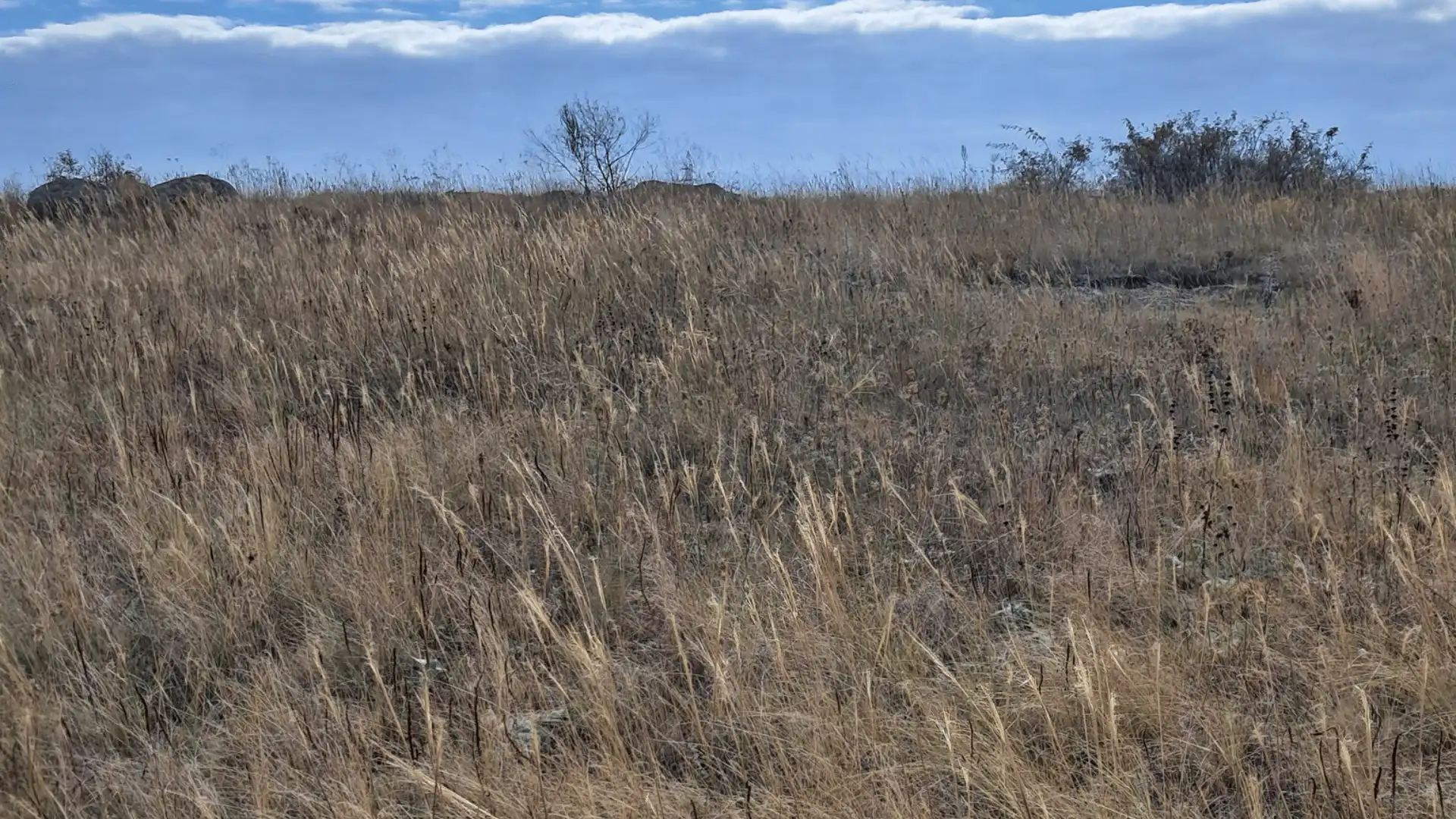 Кам'яний степ в Кіровоградській області є унікальним: що там росте