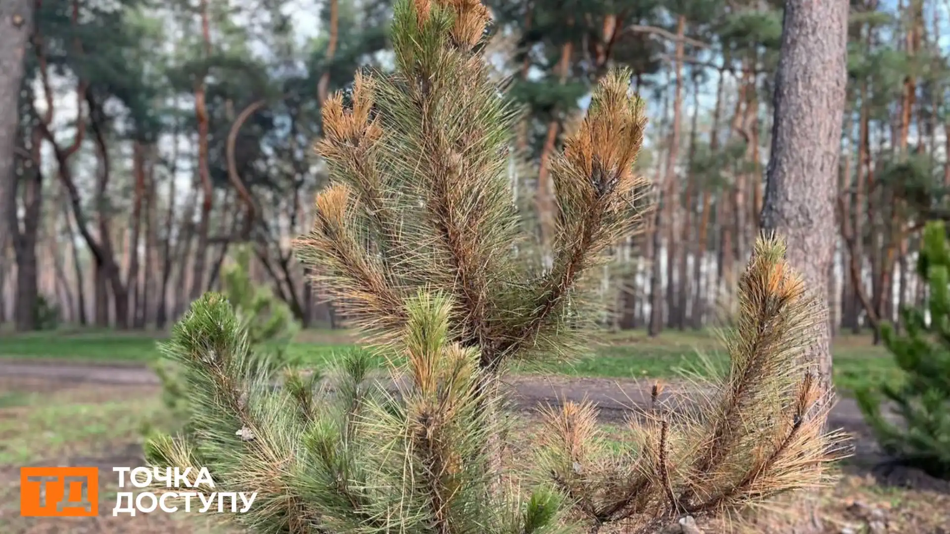 На Лісопарковій у Кропивницькому з тисячі нововисаджених дерев всохли 250: яка причина