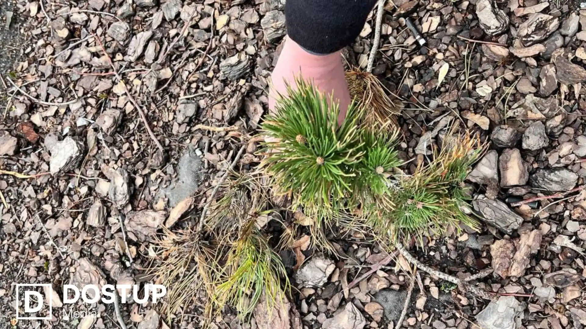 Щоб відновити: у Центральному сквері в Кропивницькому викопають частину пошкоджених туй