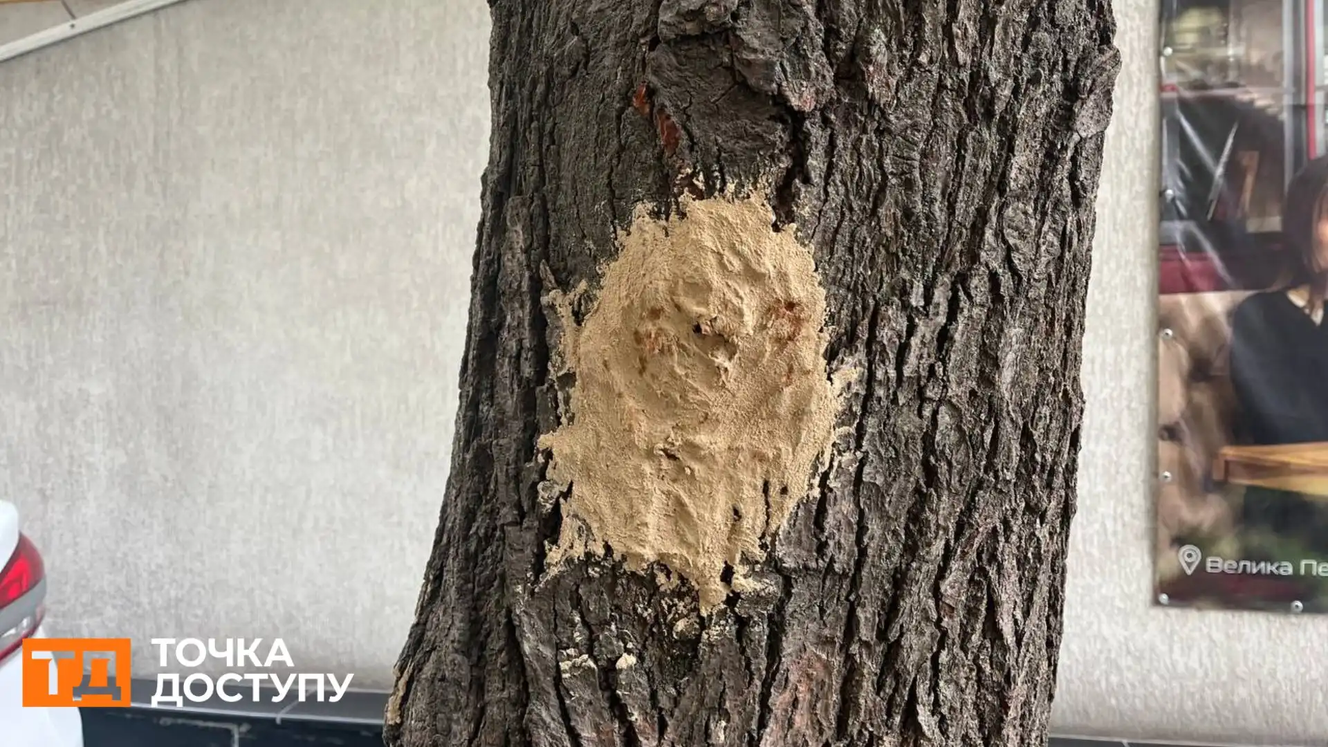 Не менше 20 дерев у Кропивницькому пошкодили під час ремонту тротуарів: що з ними буде