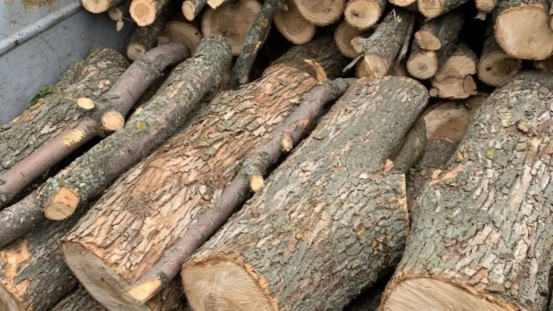 Незаконна вирубка дерев на мільйон гривень: жителю Кіровоградщини оголосили підозру