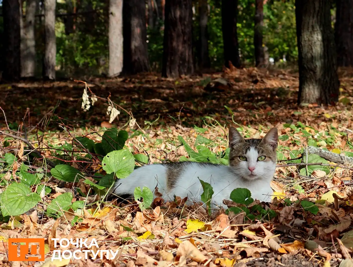 Лісопаркова у Кропивницькому