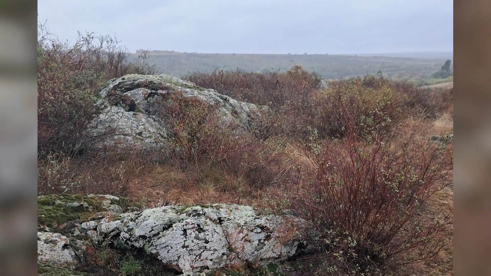 Степ із червонокнижними рослинами знайшли на Кіровоградщині