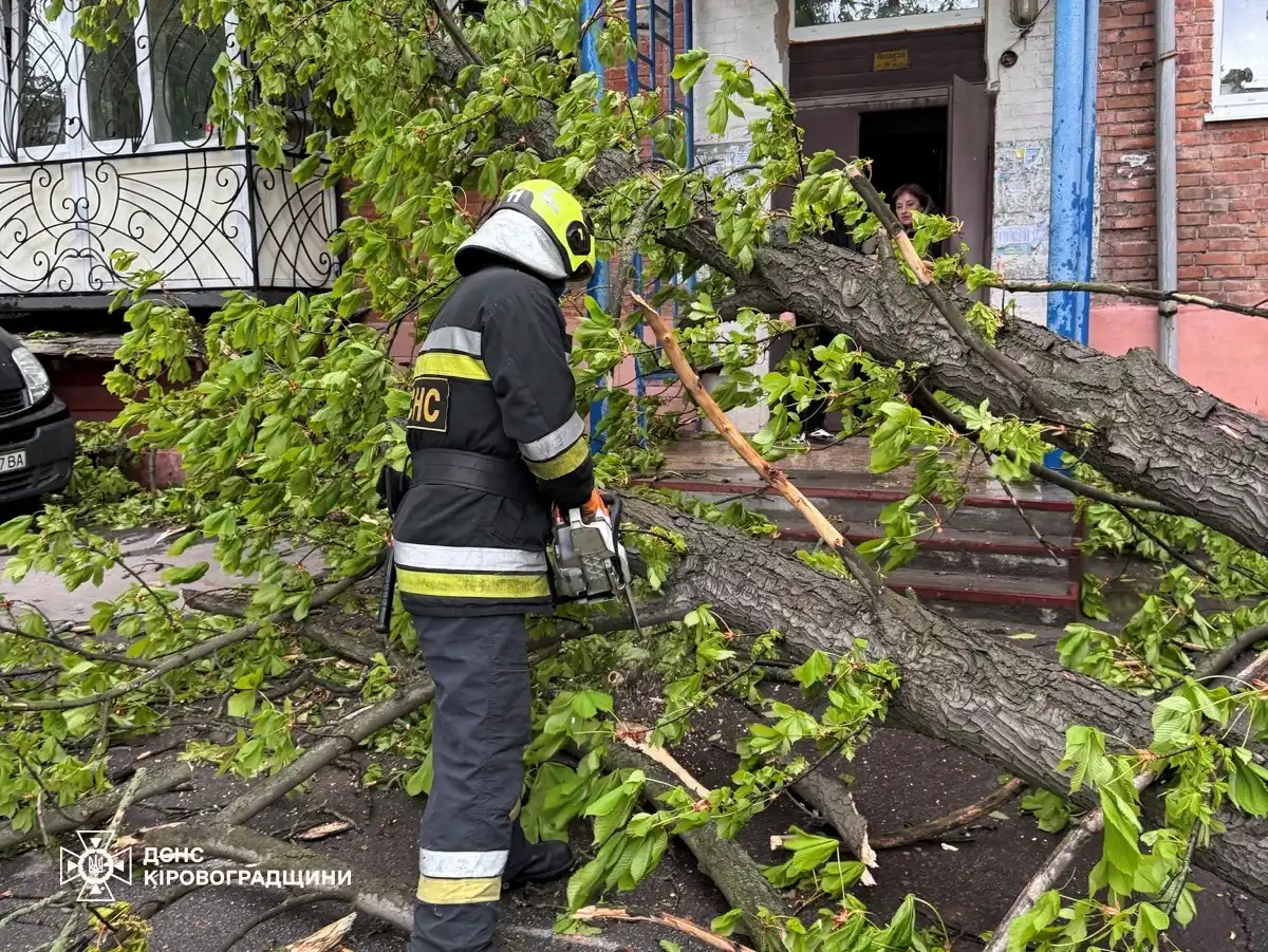впало дерево