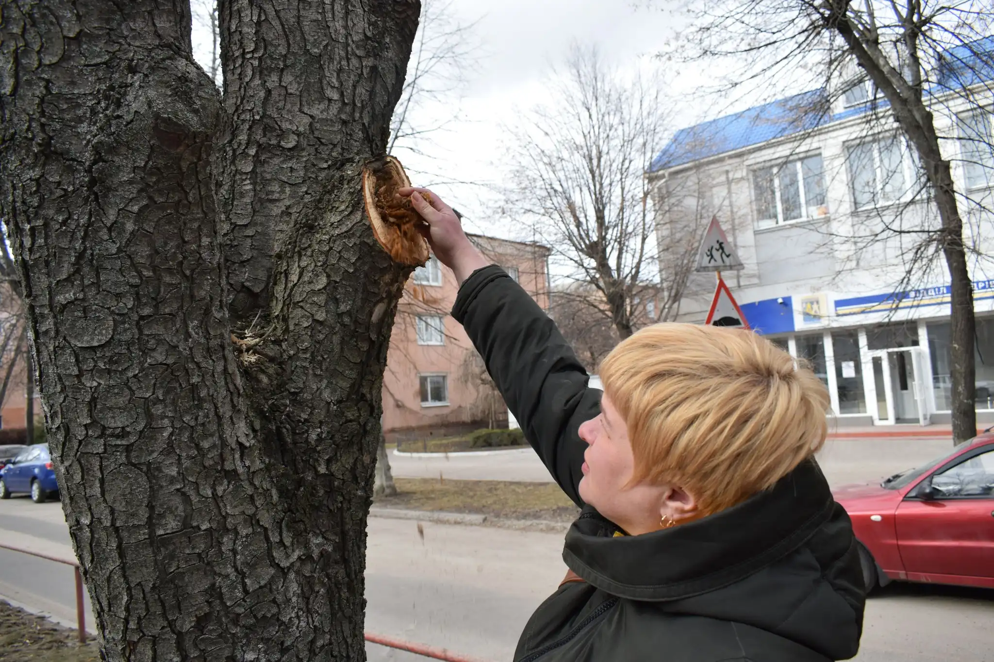 Альона Ворона показує трухляві дерева на бульварі Студентському у Кропивницькому