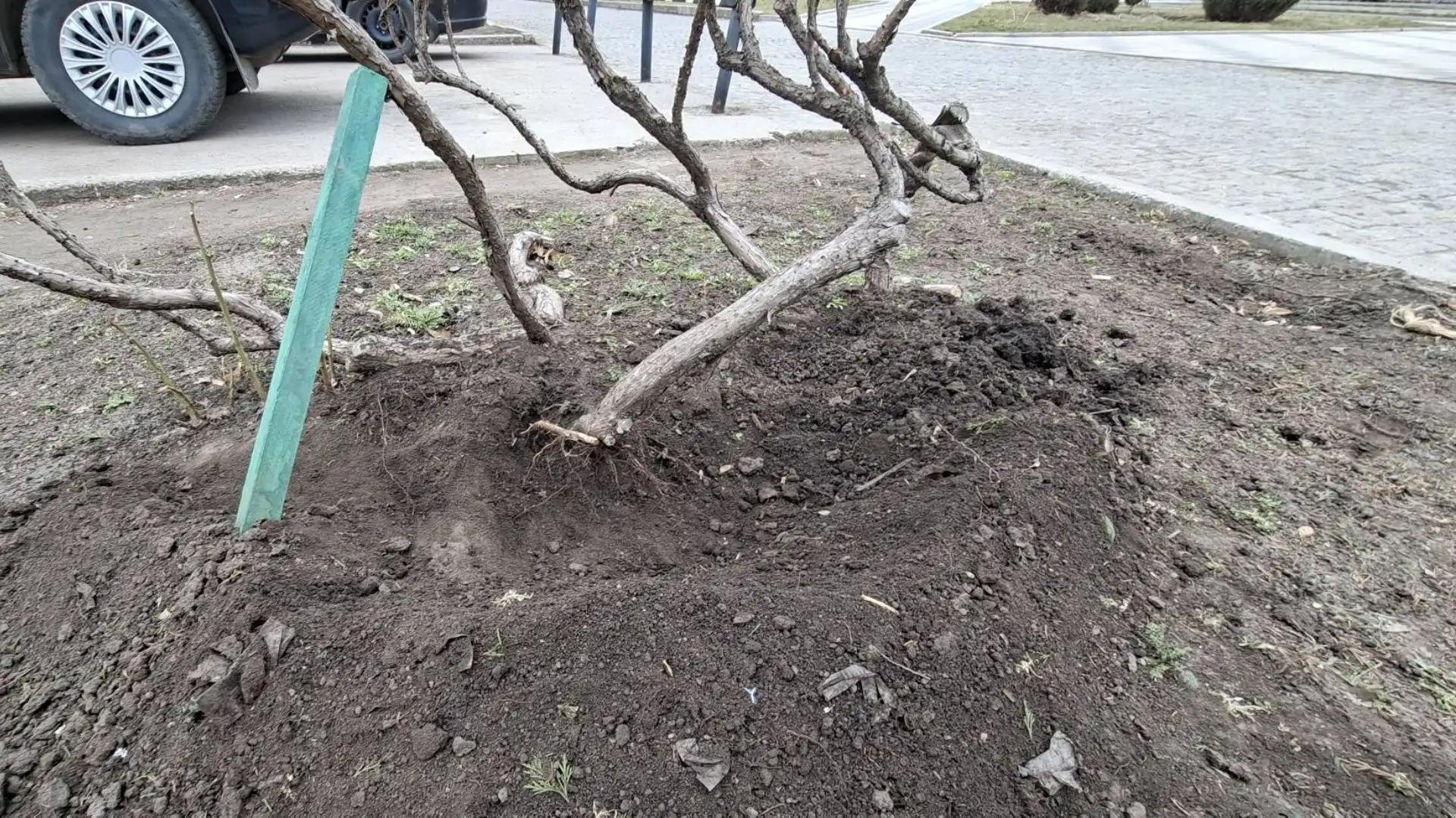 Невідомі вирвали забетоновані урни у сквері в Кропивницькому: комунальники звернулися в поліцію