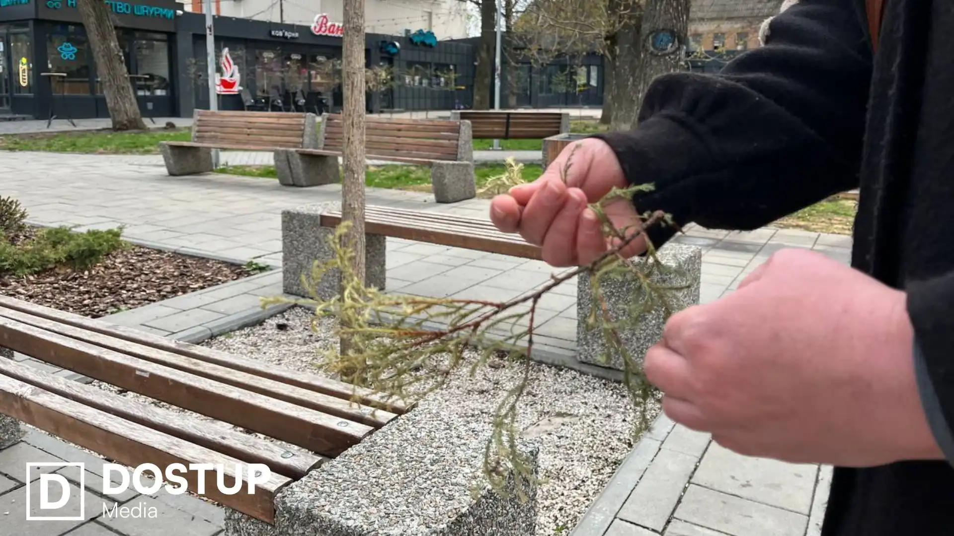 Щоб відновити: у Центральному сквері в Кропивницькому викопають частину пошкоджених туй