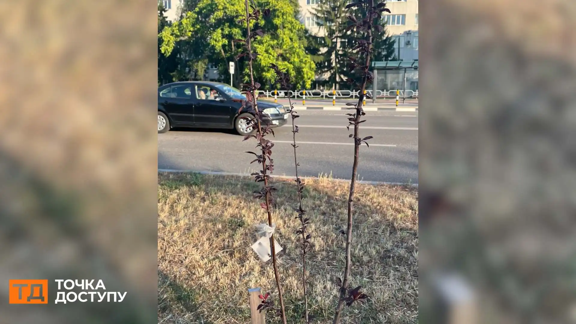 “Здорові всі”: у Кропивницькому перевірили дерева, висаджені на Алеї Героїв