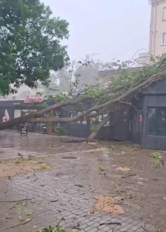 Дерево впало на дах