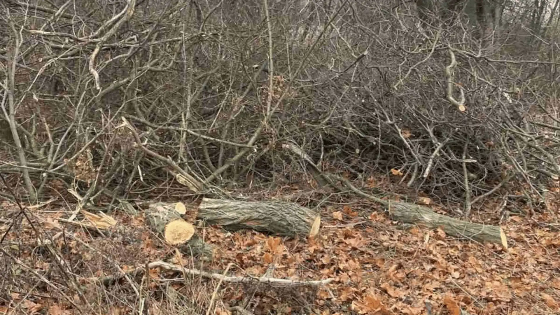 незаконна вирубка дерев на Кіровоградщині