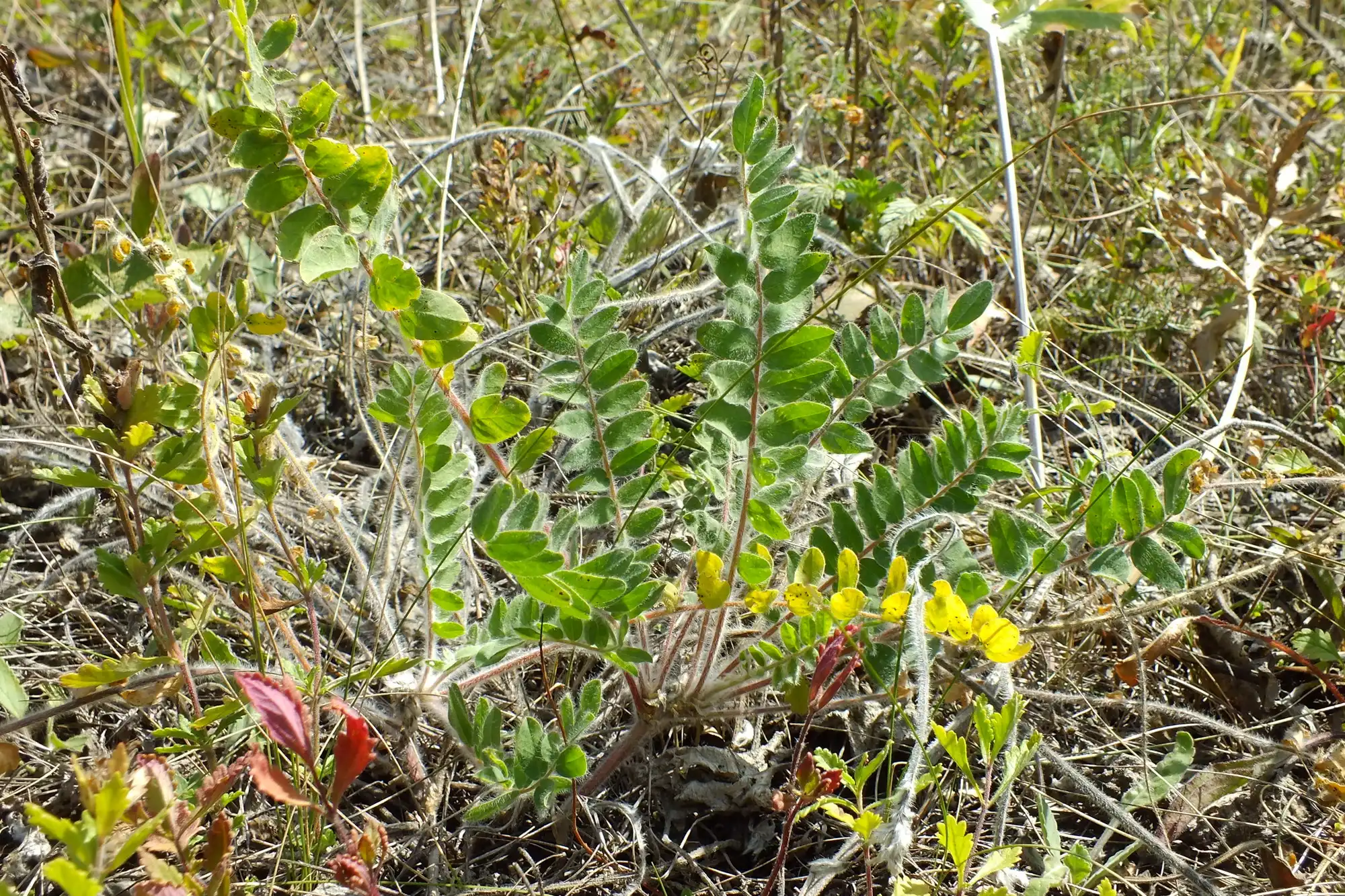 червонокнижний астрагал росте поблизу Олександрії