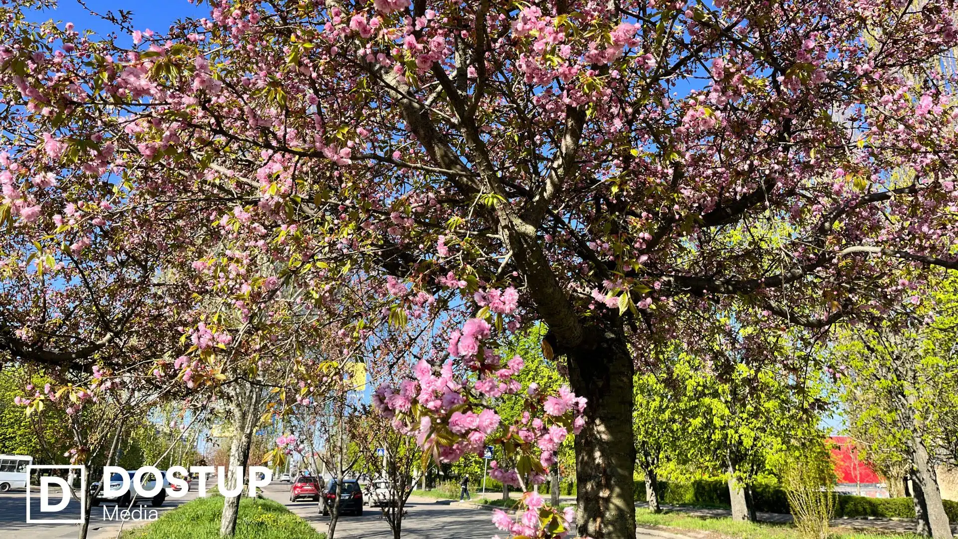 У Кропивницькому розцвіли перші сакури