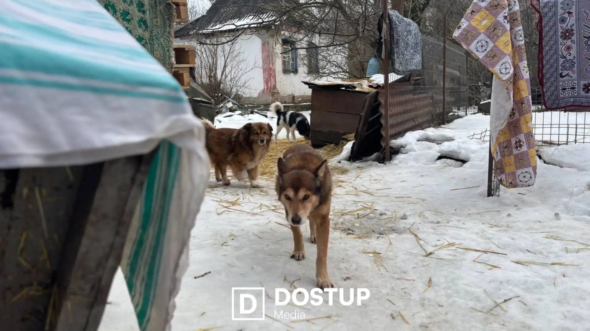 Потрібна допомога людей на толоках: ситуація в притулку “Бім” у Кропивницькому після затоплення