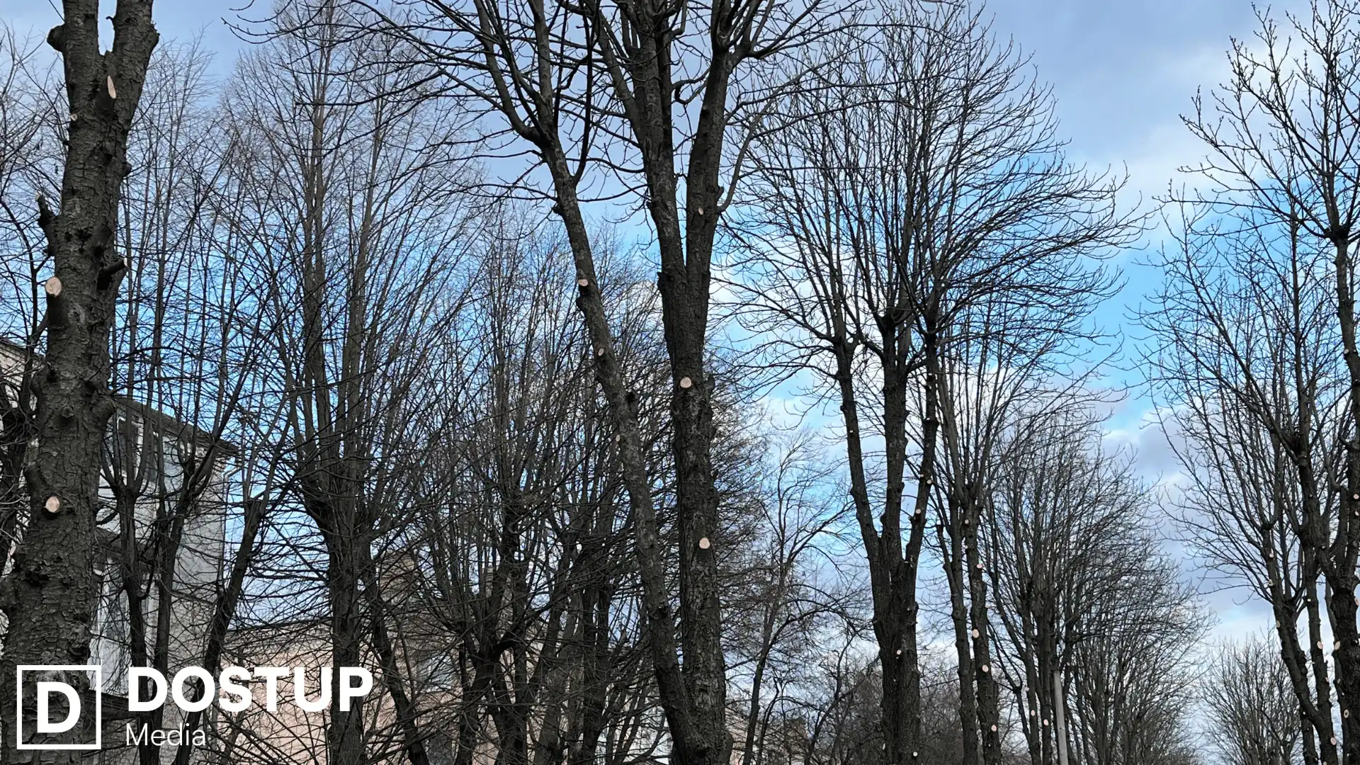 підготовка Алеї пам'яті у Кропивницькому