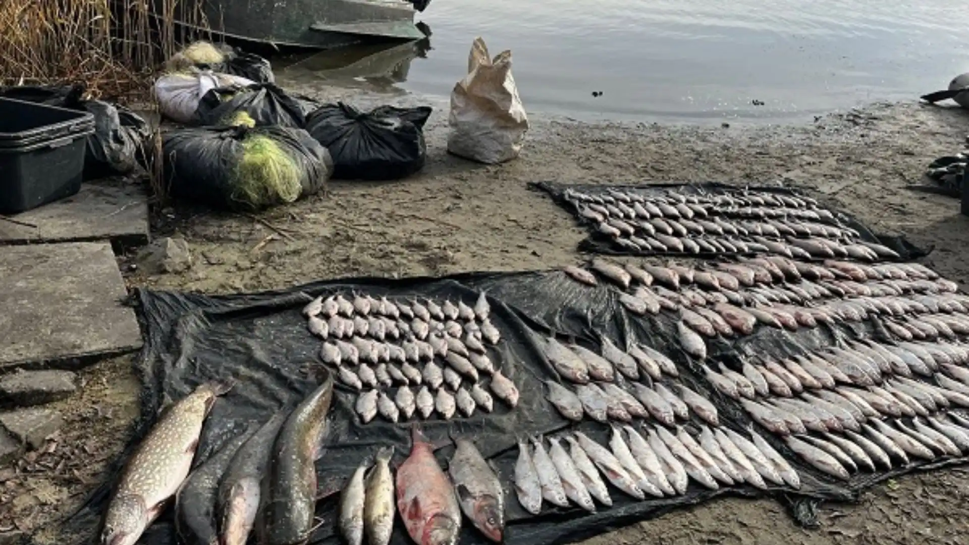 Браконьєри напали під час затримання: у двох чоловіків на Кіровоградщині виявили риби на понад півмільйона