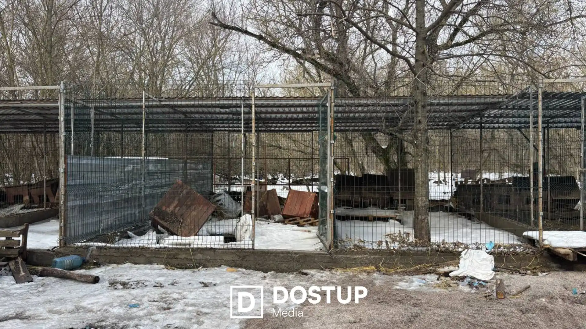 Потрібна допомога людей на толоках: ситуація в притулку “Бім” у Кропивницькому після затоплення