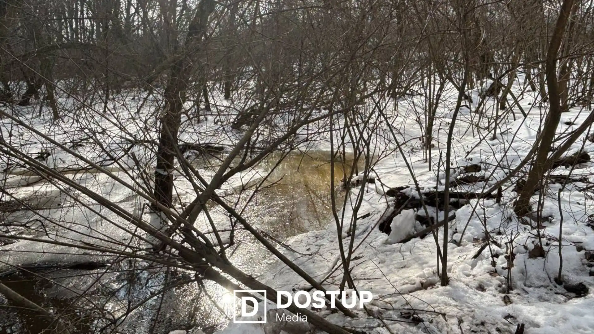 Потрібна допомога людей на толоках: ситуація в притулку “Бім” у Кропивницькому після затоплення