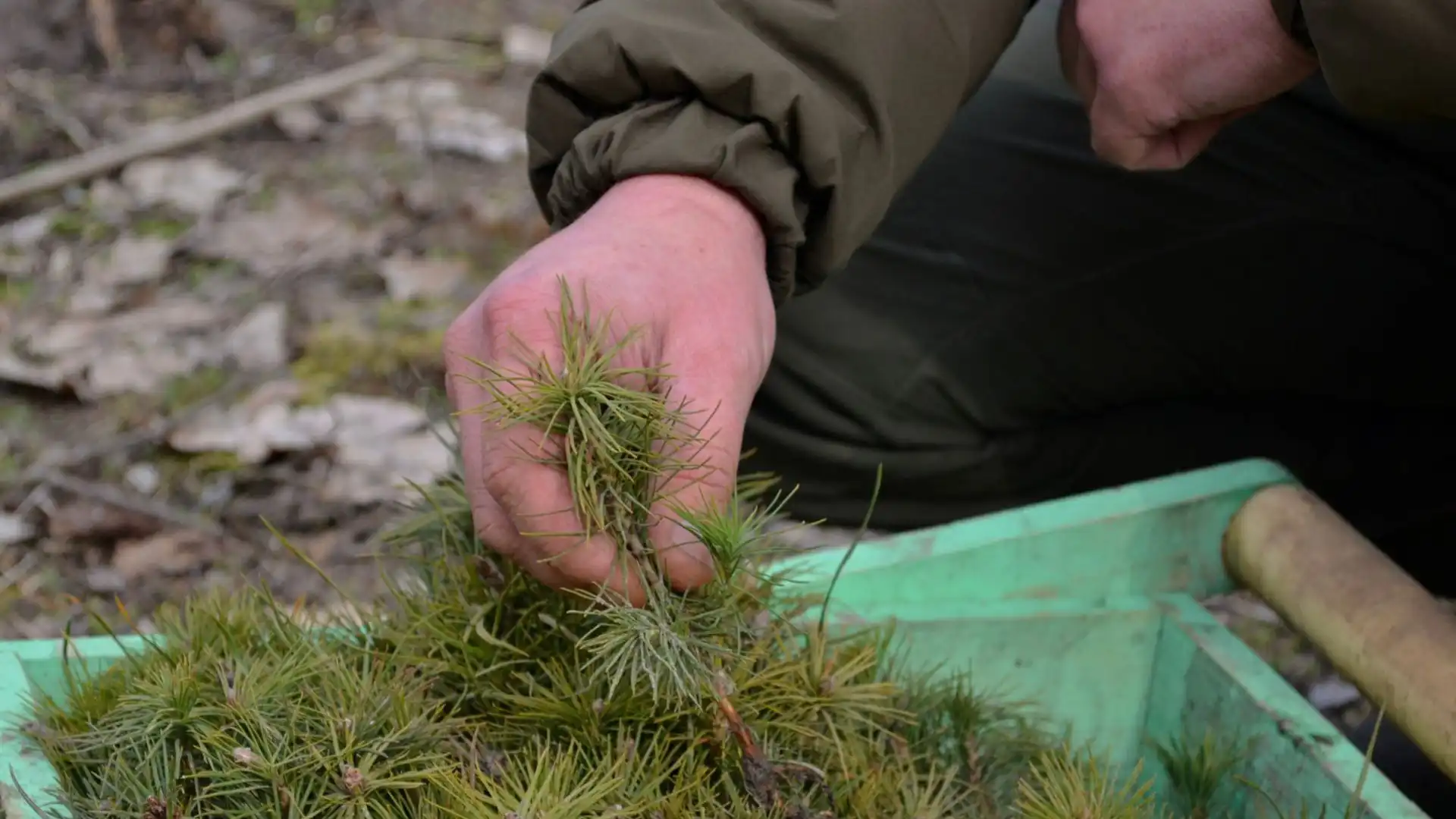 Восени на Кіровоградщині висадять 27 гектарів лісу